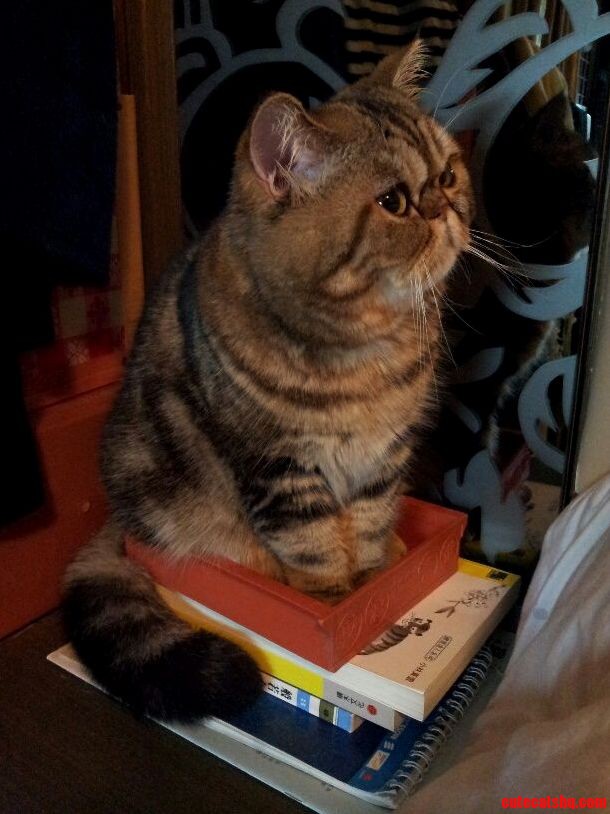 If It Fits I Sit