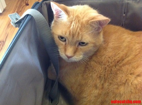 If There Is a Suitcase in My House Meggsy Will Lie in It