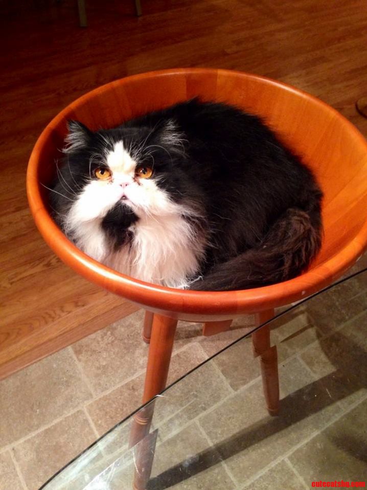 If We Get Snowed in for Too Long We Might Have to Eat Mugsy for Dinner.