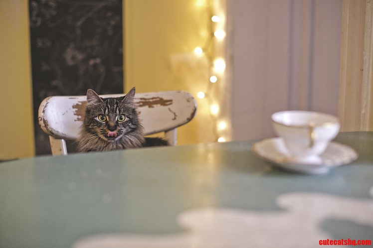 Im a Portrait Photographer. Heres My First Cat Pic. Like