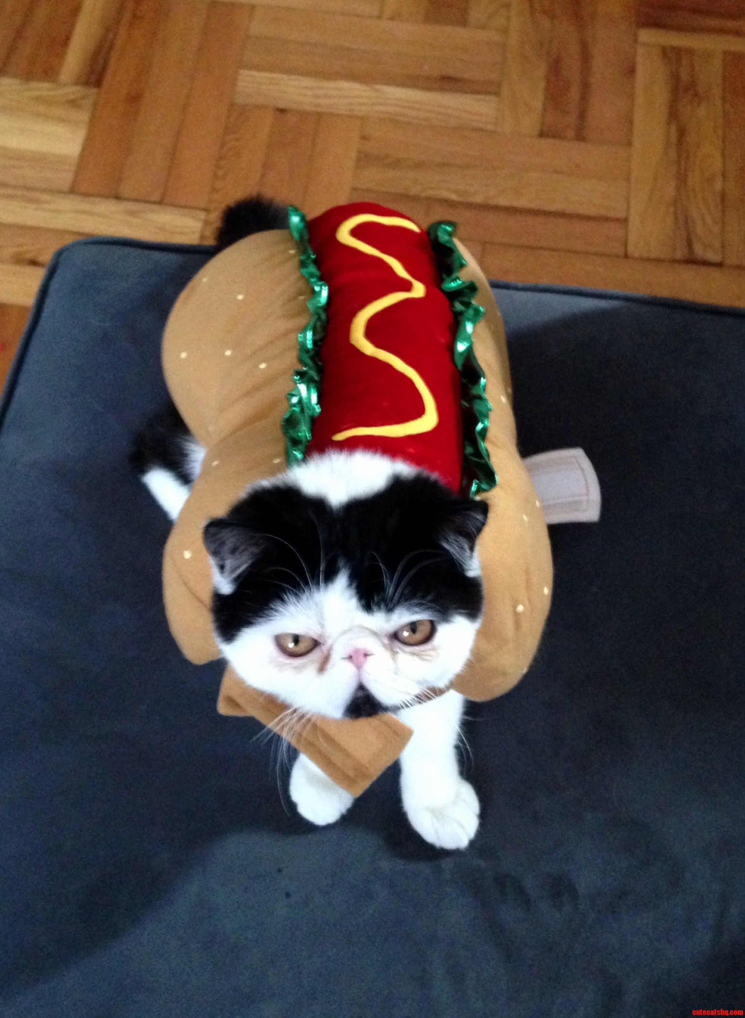 Im a V-day Hotdog. Eat Me
