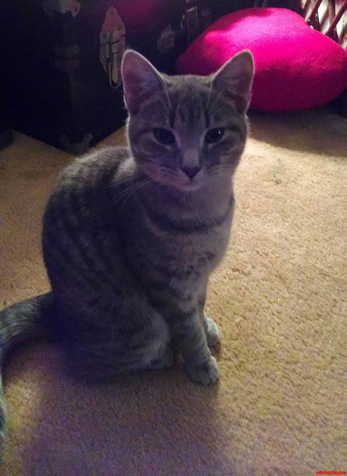 Im Here to Make Biscuits and Melt Hearts.