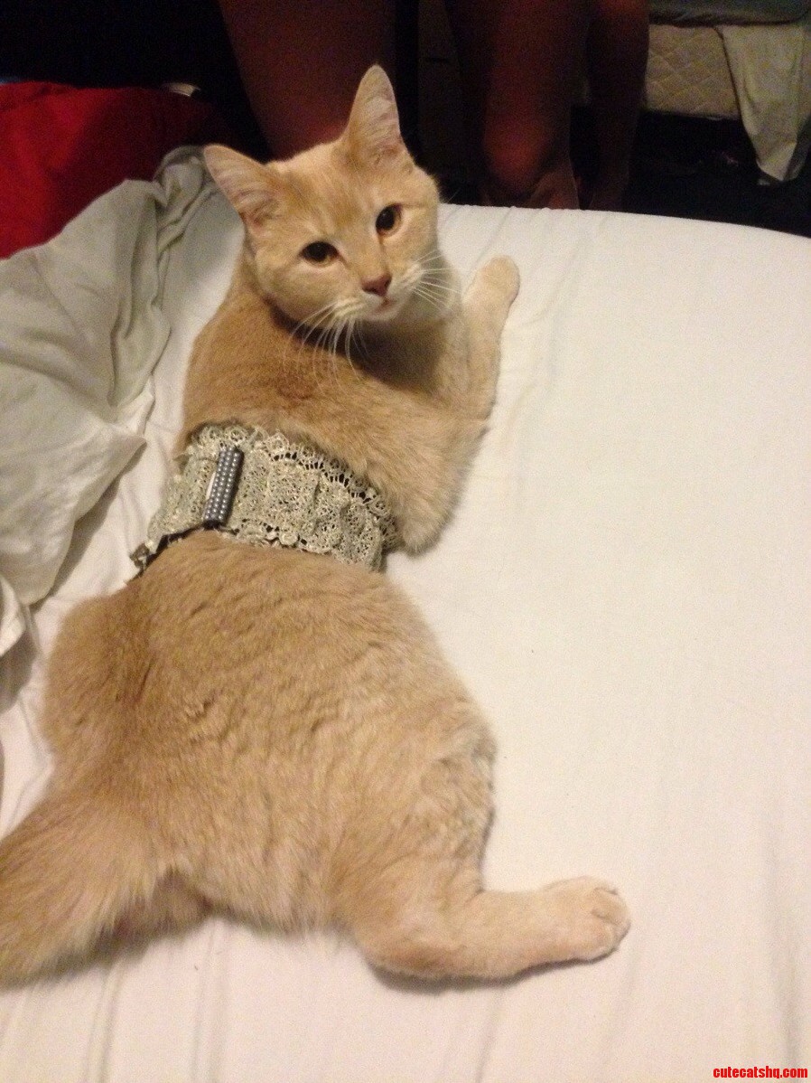 Im Jus Accessorizin an Such