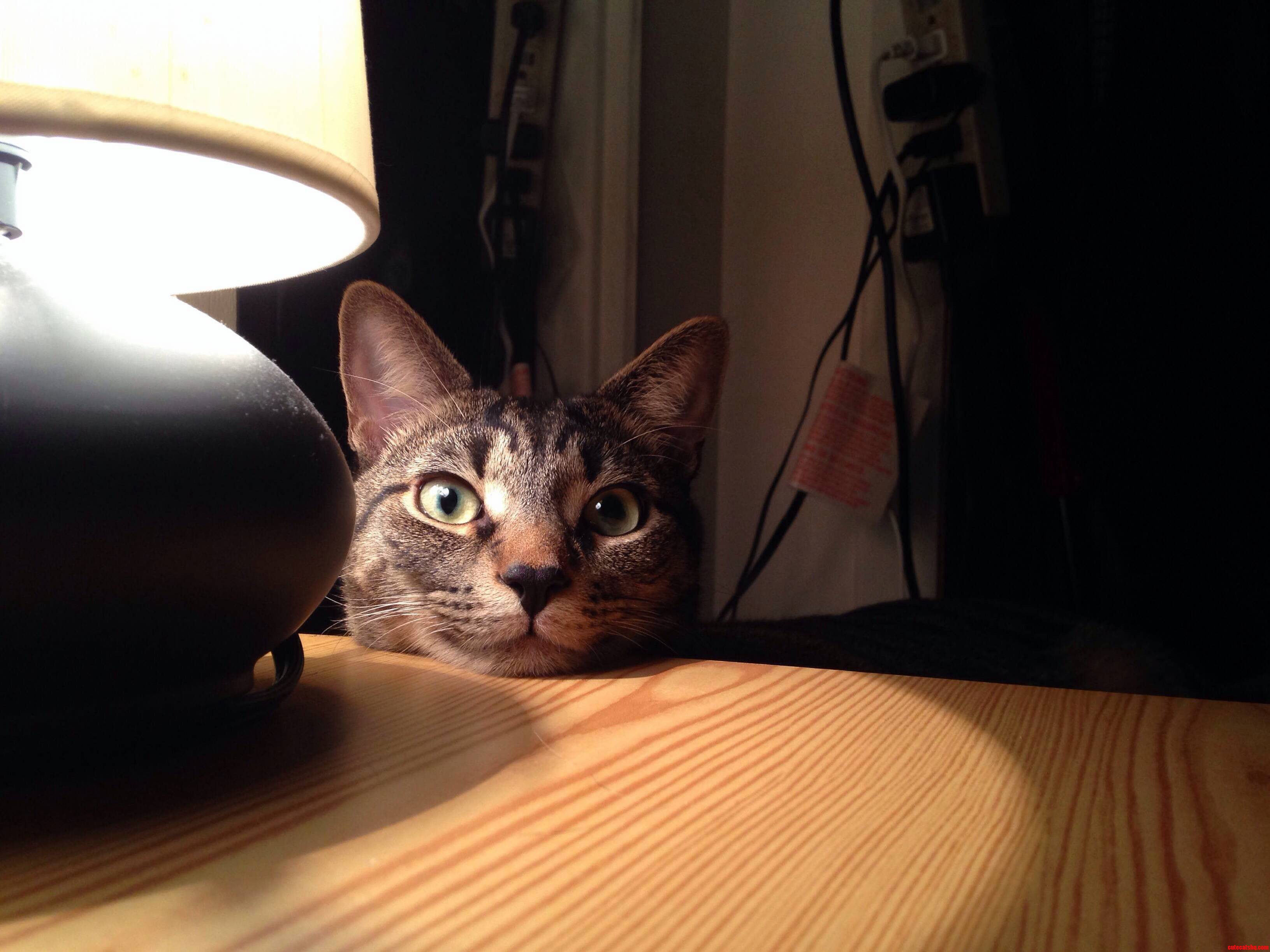Im Just Gonna Rest My Head Here...