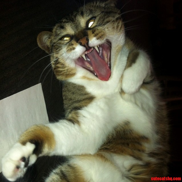 Im Not a Successful Cat Photographer.