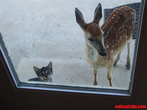 Im Not Fawn-d of It