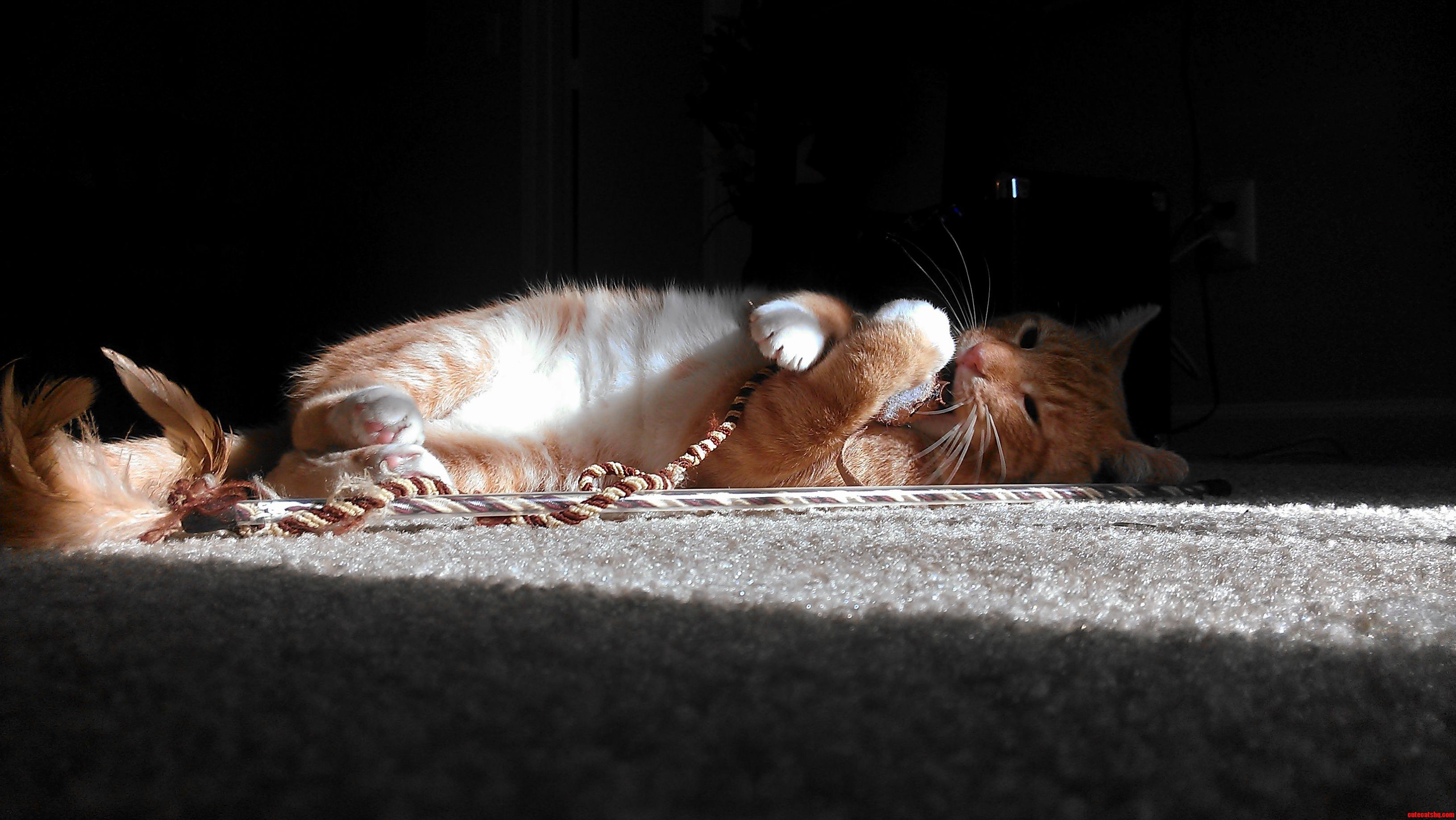 Im Not Sure What Im Going to Do When This Little Bro Finally Shreds His First Ever Toy
