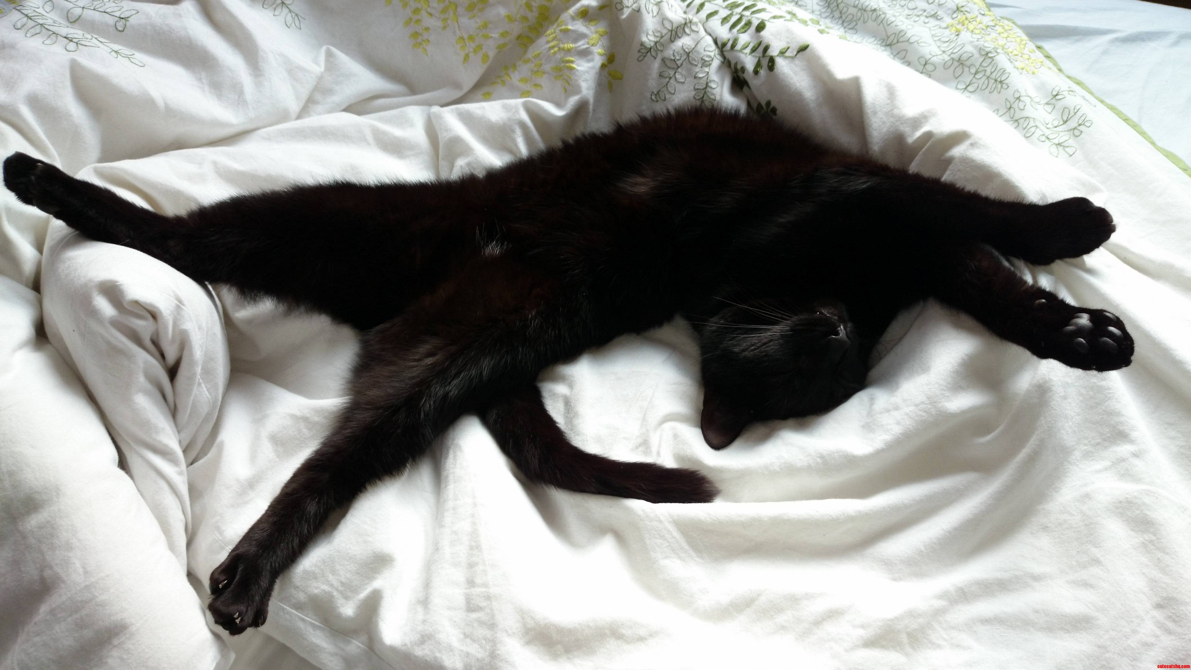 Im Off to Work on This Sunny Day. the Cat Is Having a Rest. Again.