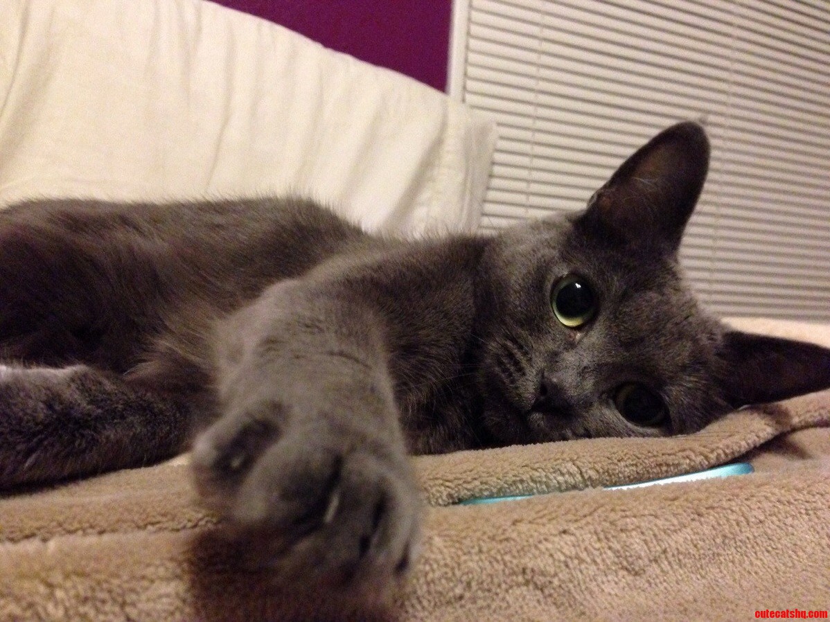 Ima Get Your Camera My Kitty Being Extra Naughty and Cute.
