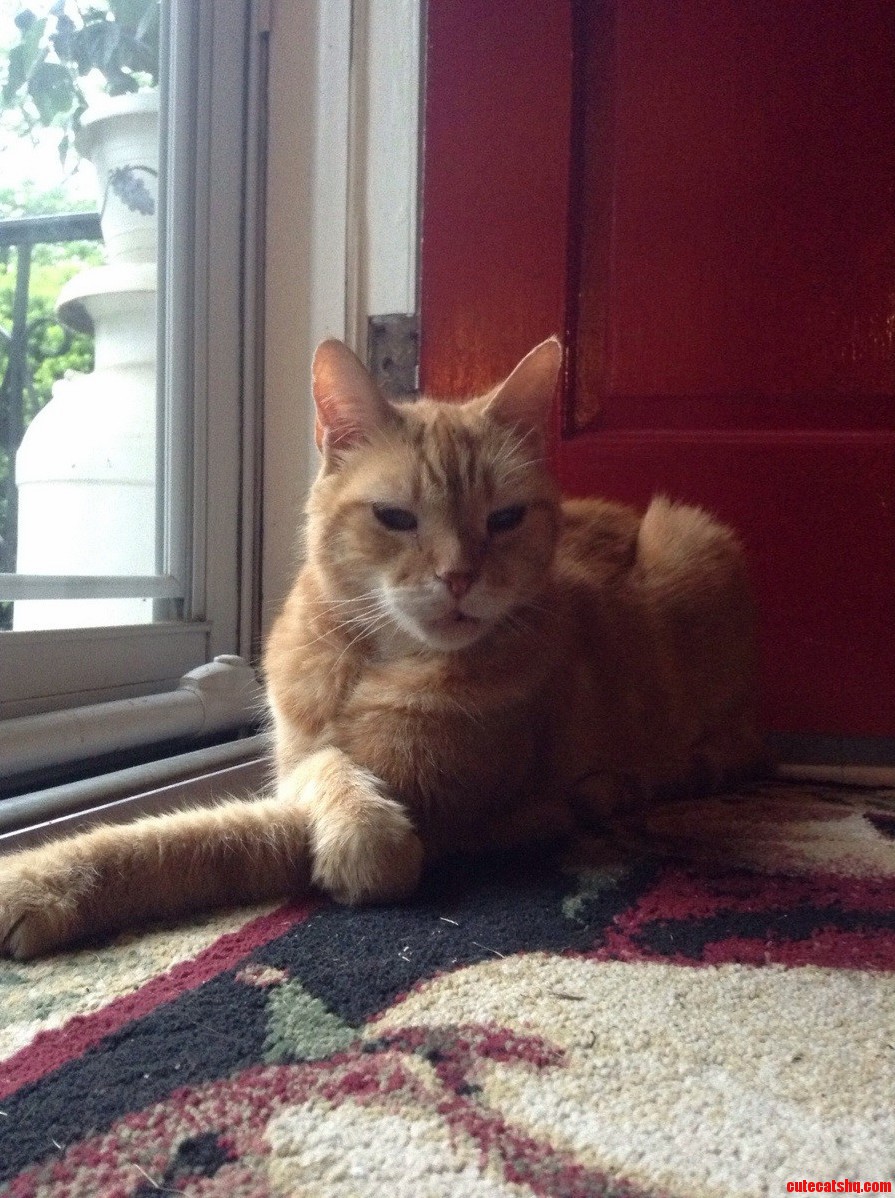 In Celebration of His 18th Birthday Heres a Picture of Peanut Butter Looking Regal