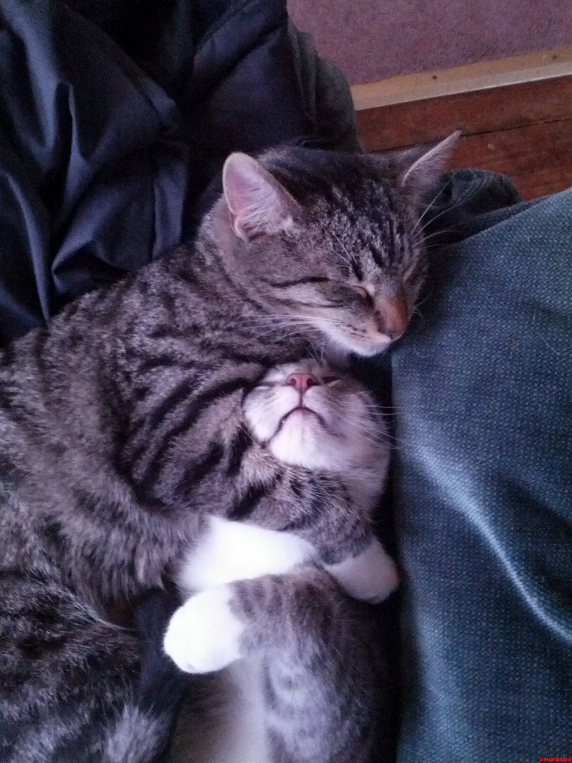 Inseparable Kitties