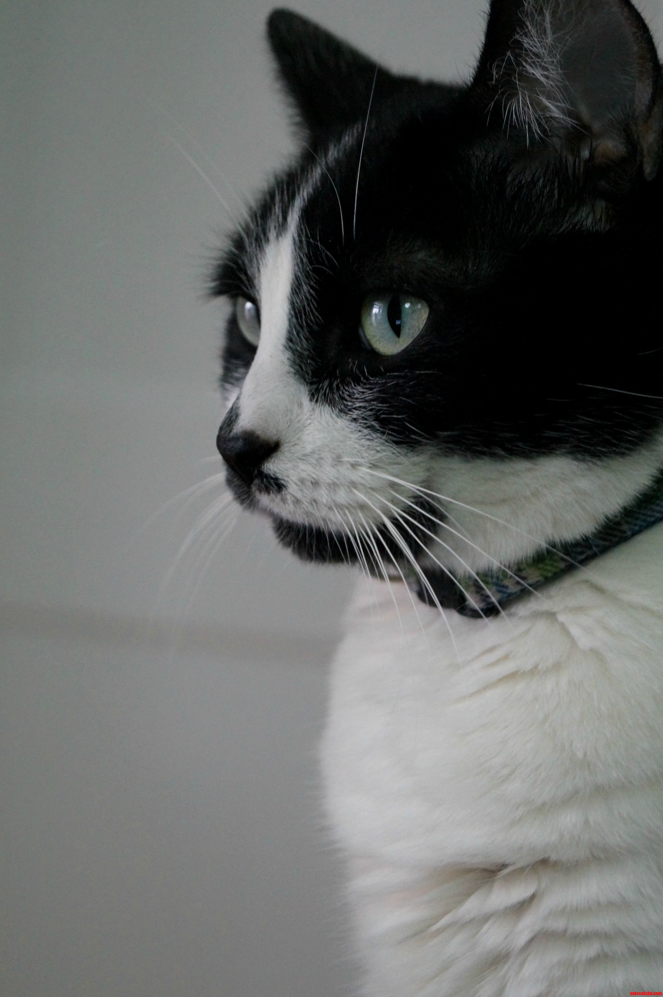 Intended Use of My New Camera Taking Pictures of My Cat Gatsby.