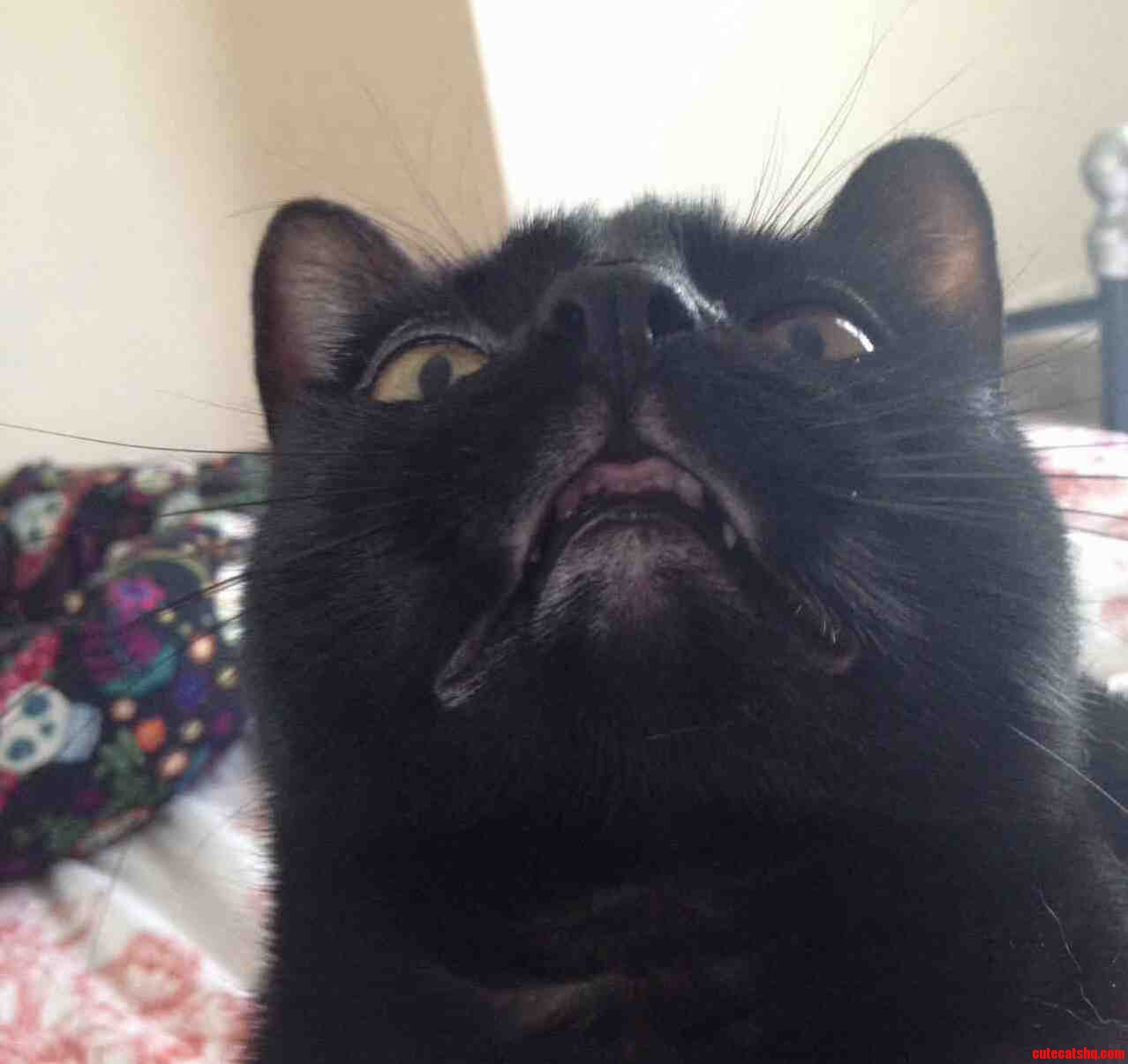Is It Black Cat Friday Again