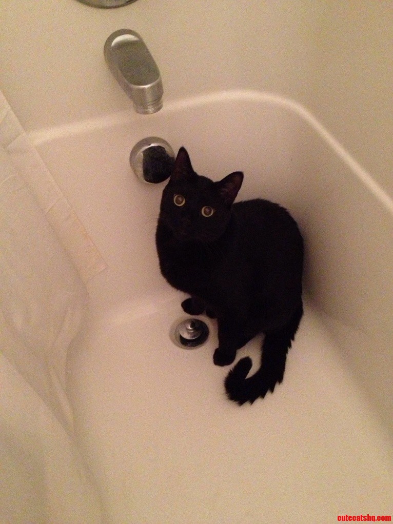 Is It Really Black Cat Friday