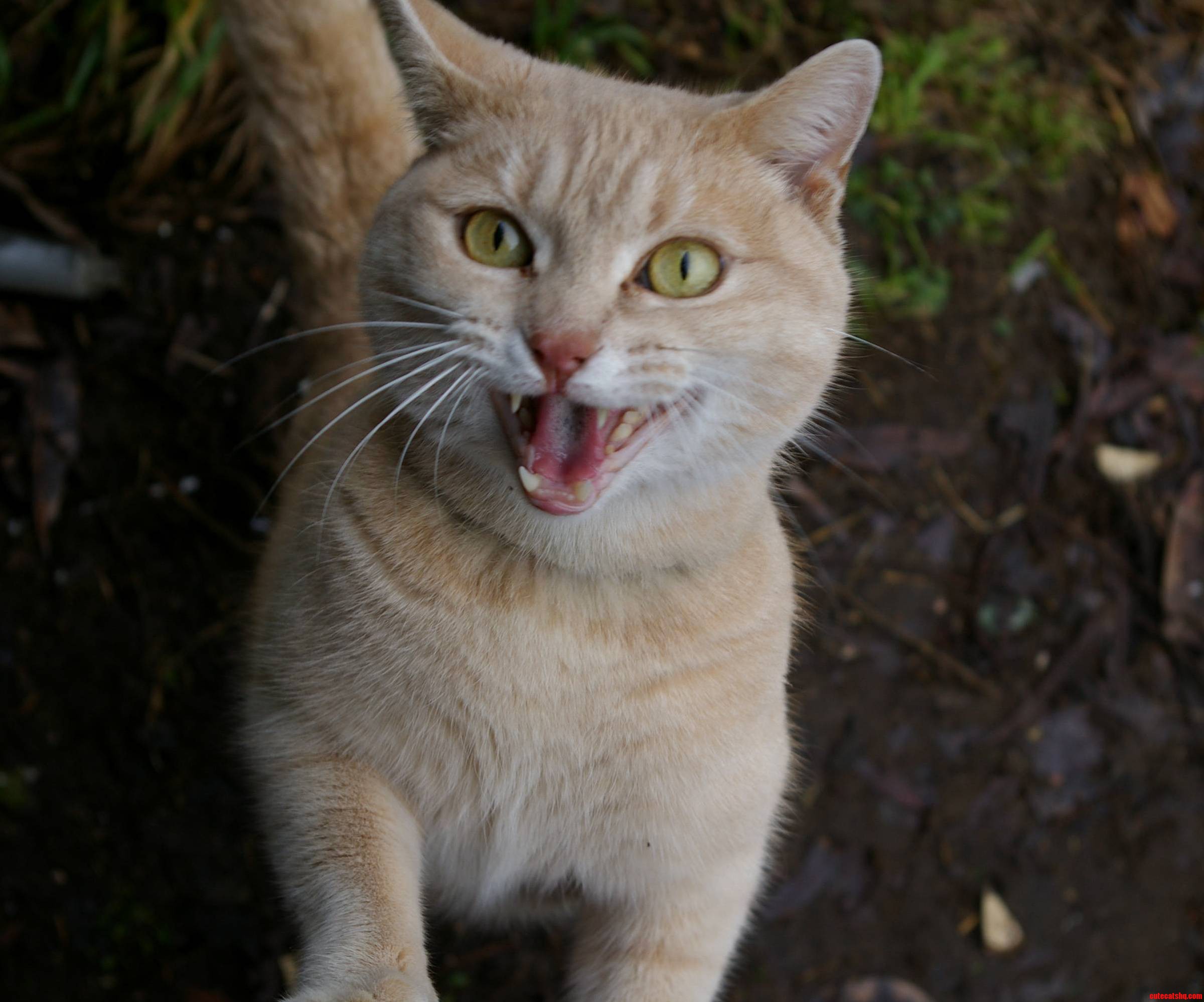 It Is My Birthday in Minutes. Here Is Cat.