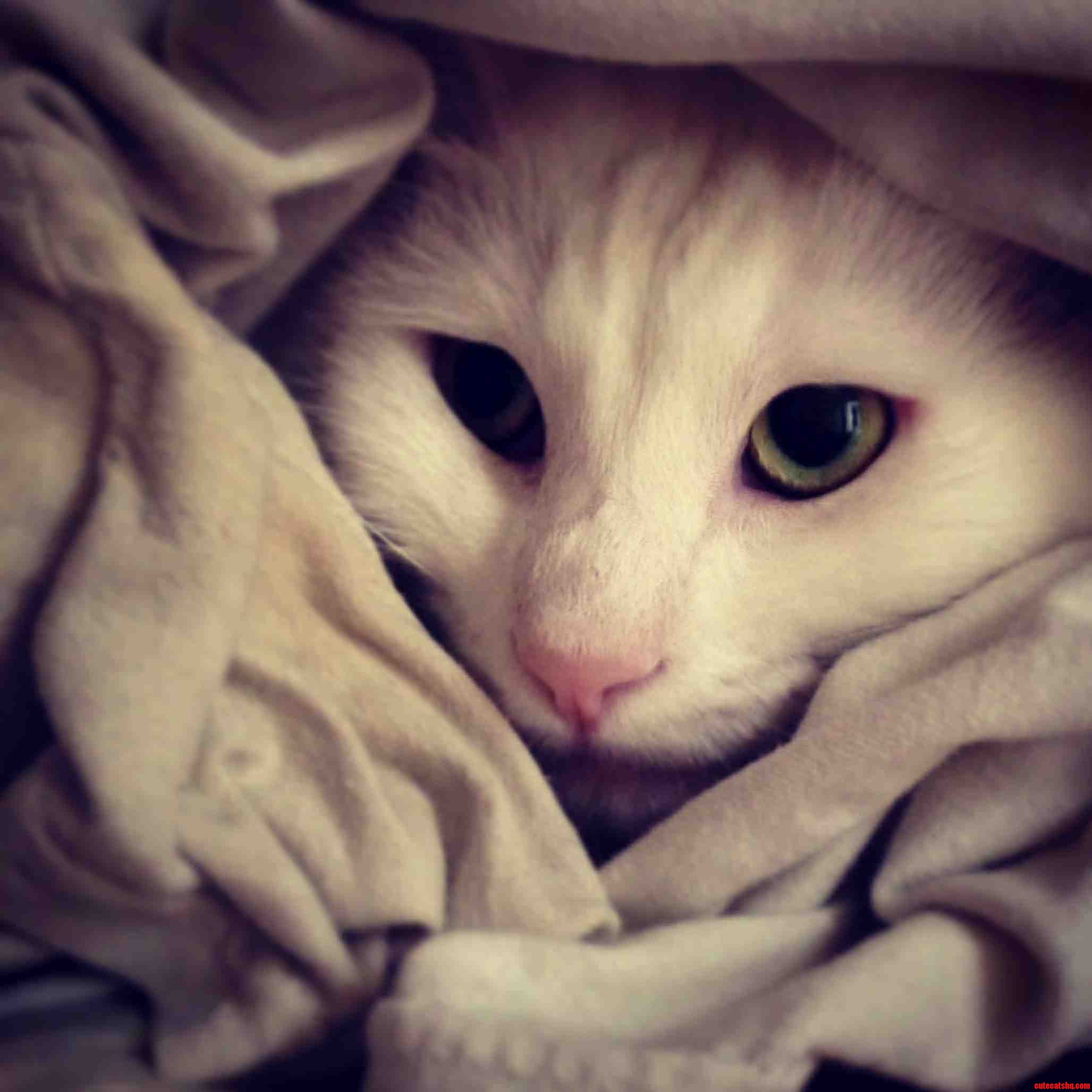 Itap-americas Next Top Cat Model