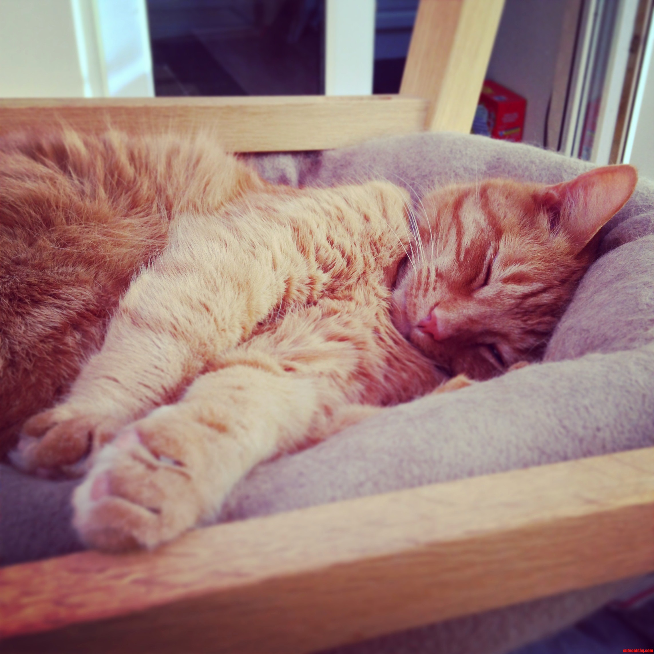 Its a Cats Life...