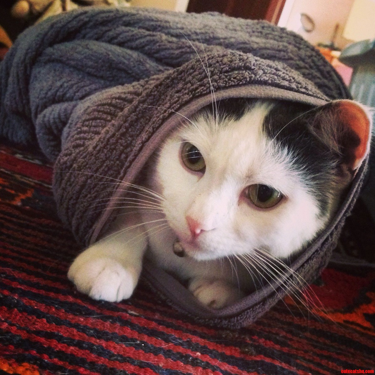 Its a Purrito