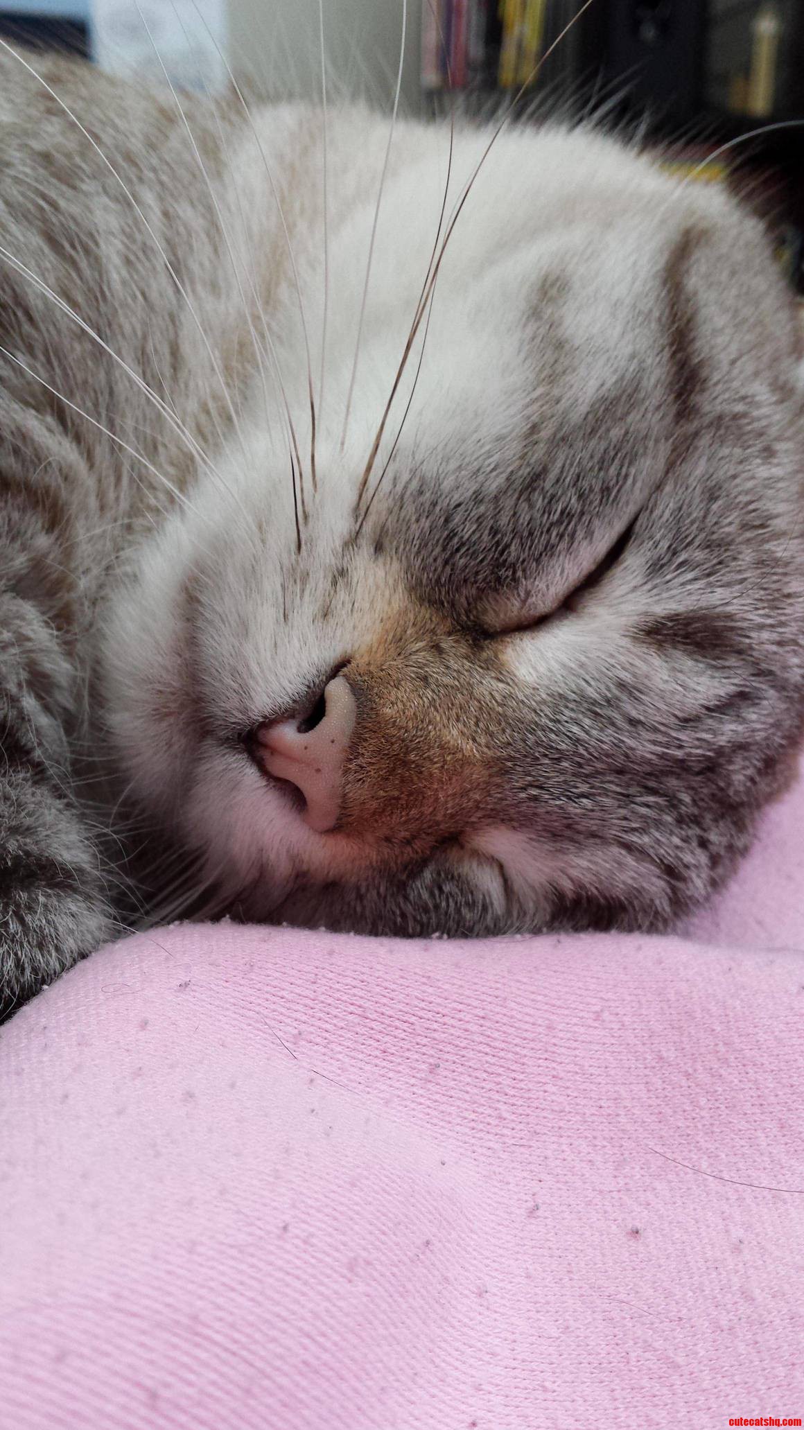 Its a Tough Life for Our Lynx Point Cat Jerome.
