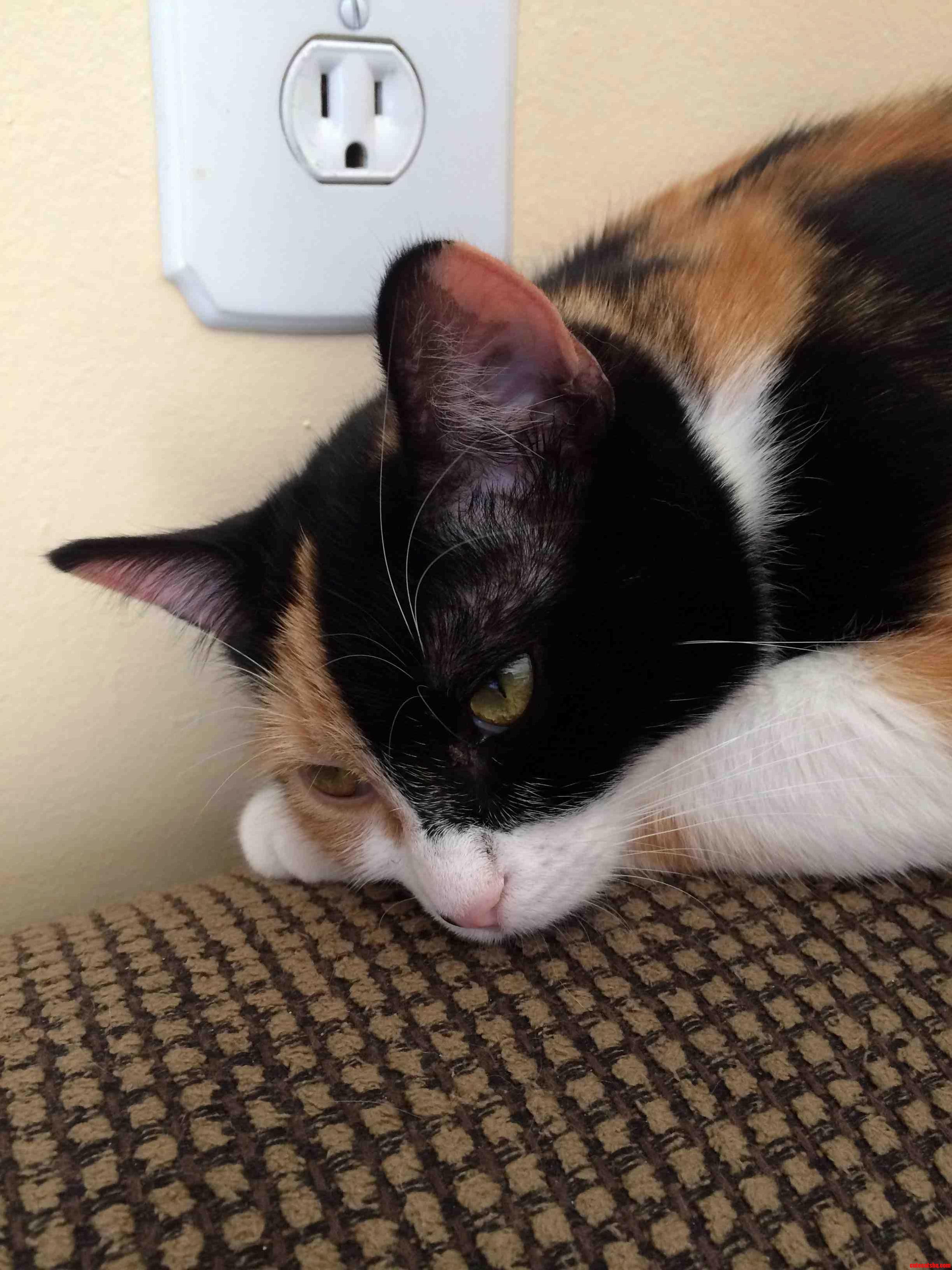 Its Hot Out Today and This One Is Moping Around