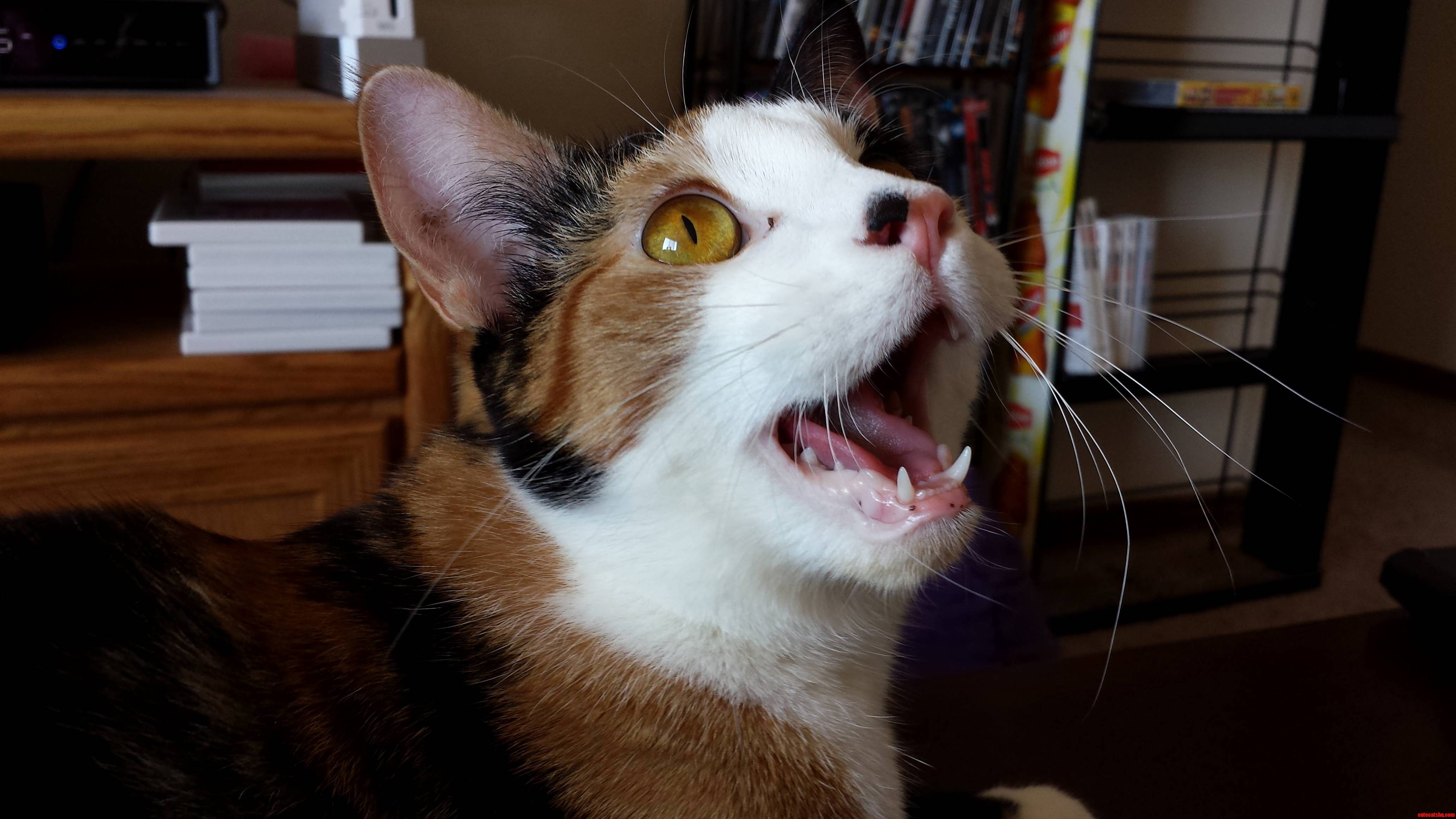 Izzy Saw a Bug