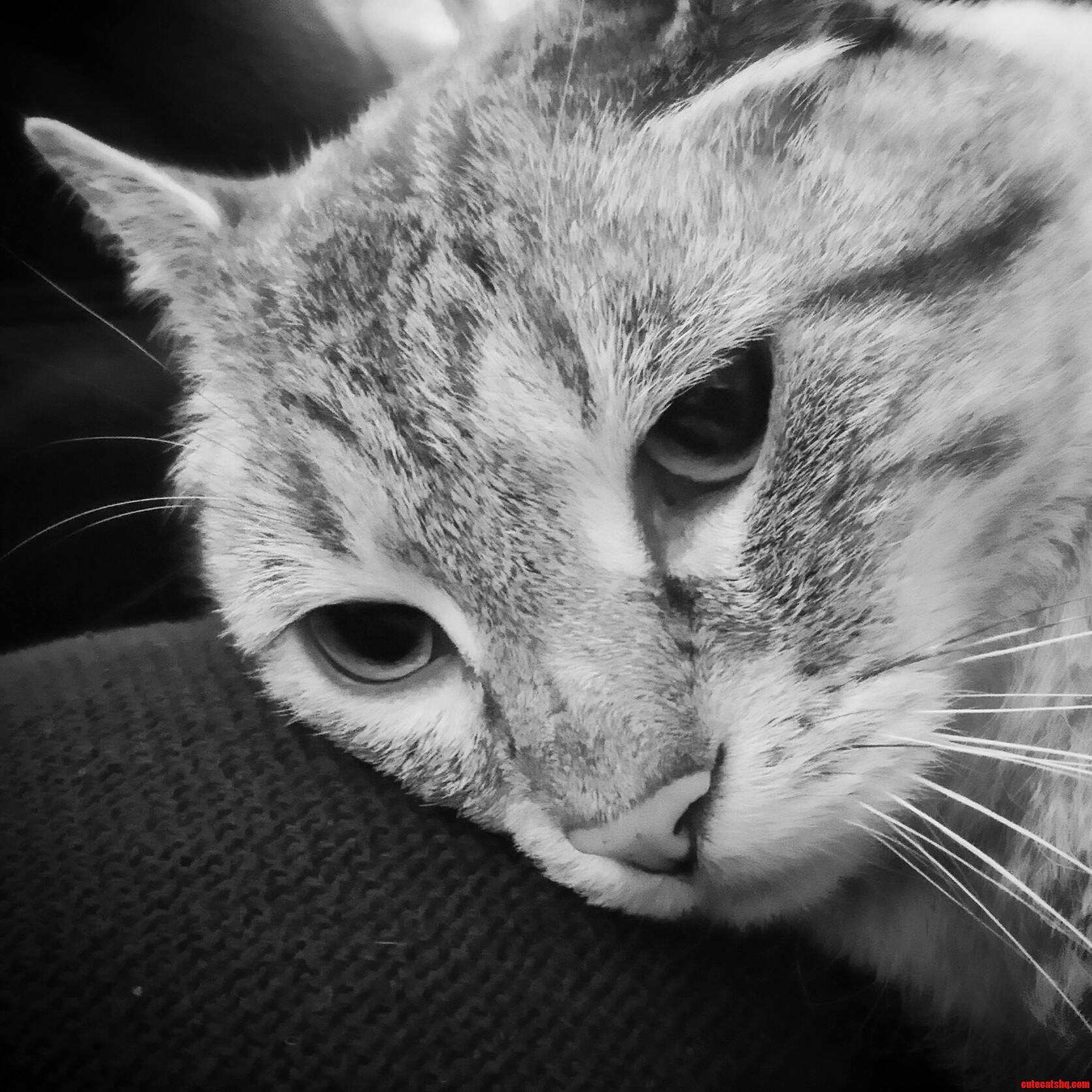 Jerome Just Found Out We Ve Run Out of Wet Food.