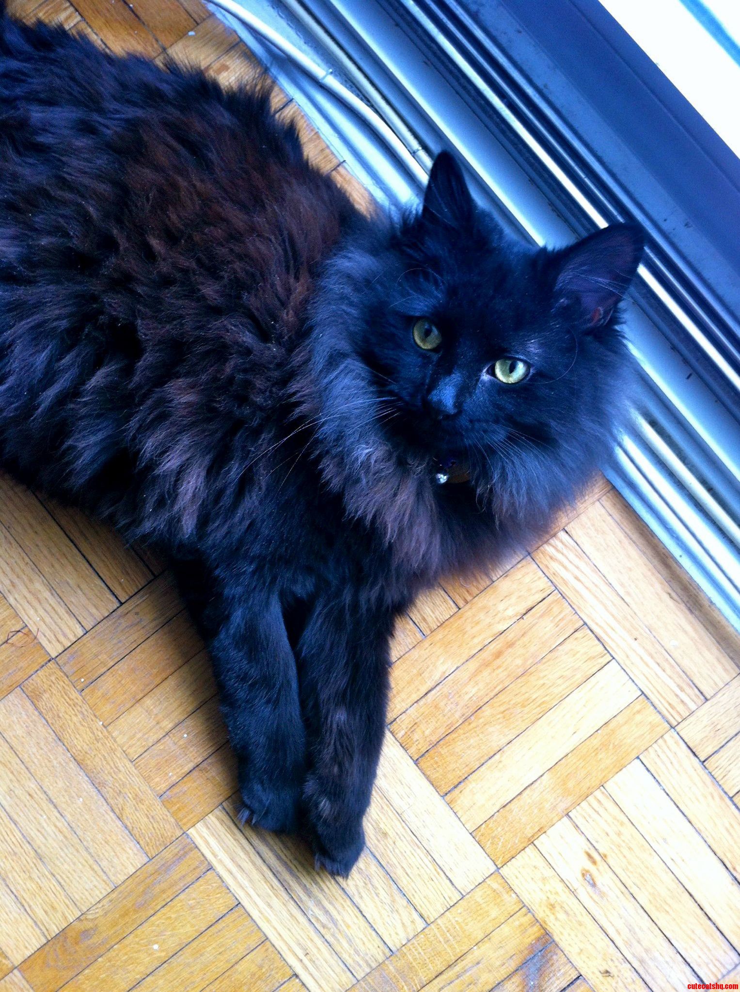 Jumping on the Black Cat Bandwagon My Little Love Spohia