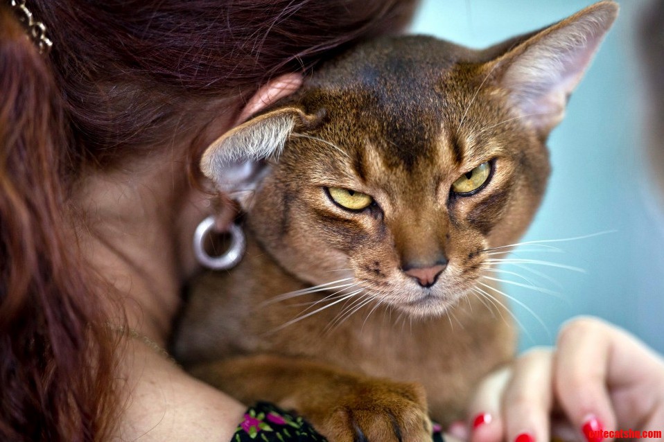 Just a Cat............from Romania.