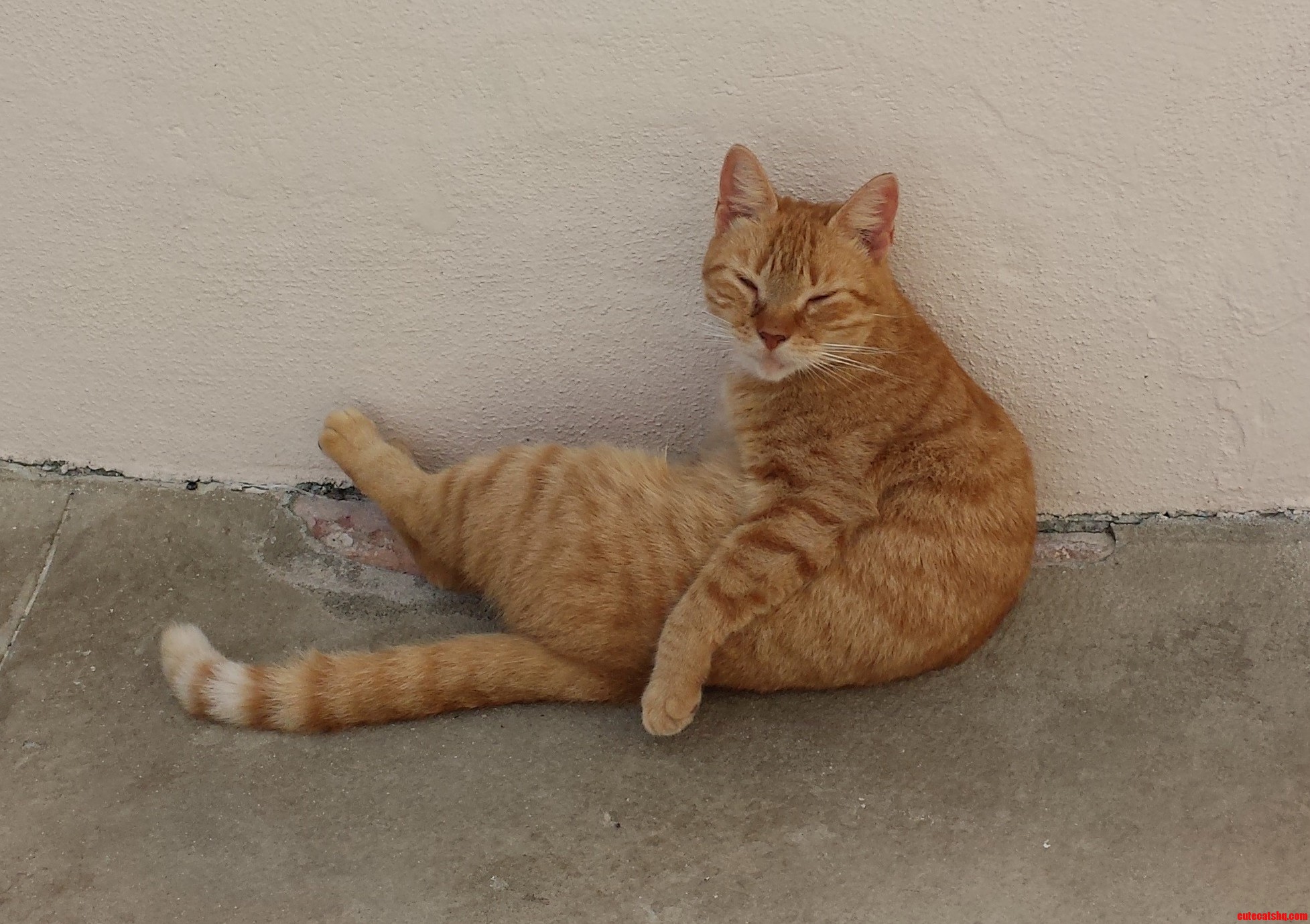 Just a Picture of a Local Kitty from the Bahamas