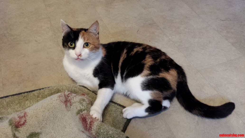 Just Callie Attacking the Carpet