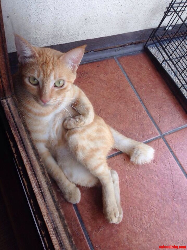 Just Chillaxin on the Balcony with Her Invisible Meowgarita