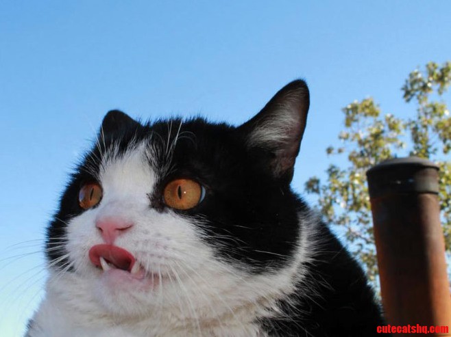 Just Found This While Surfing the Web I Have Found My Spirit Animal