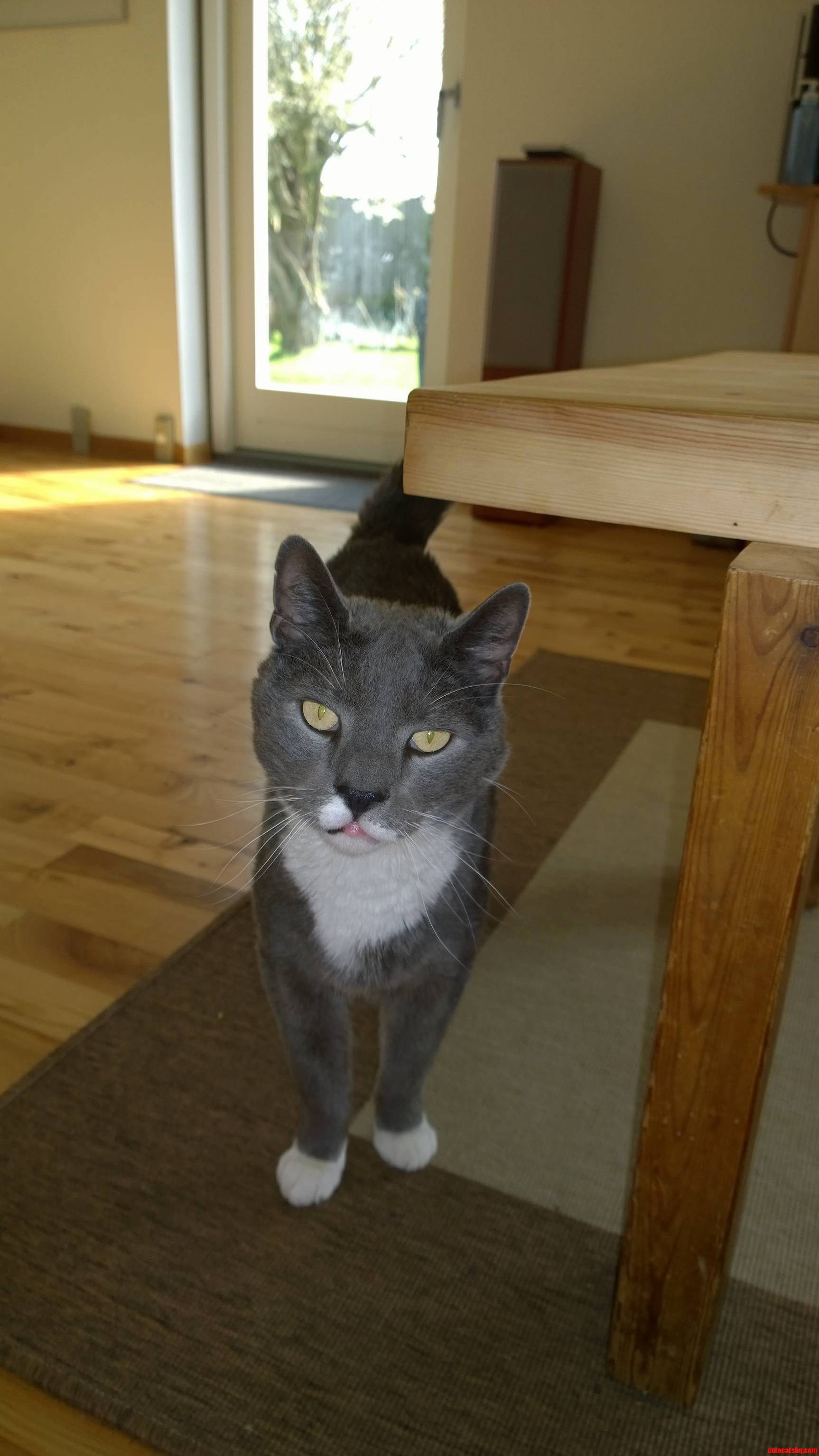 Just My Cat Saying Hi