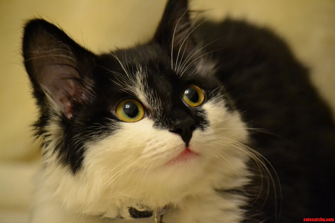 Just Testing New Camera Lens. Poser Level 9001
