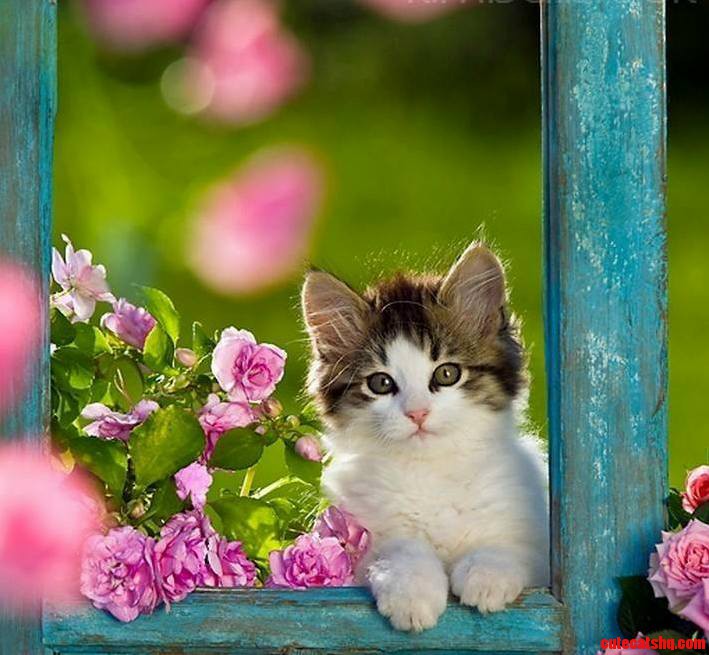 Just Too Gorgeous Sweetie Pie