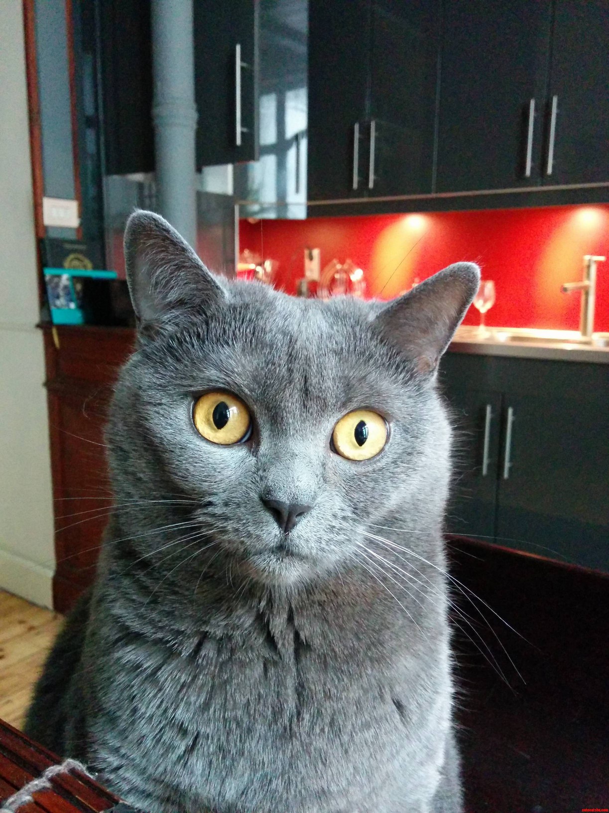 Juste a Picture of My Cat