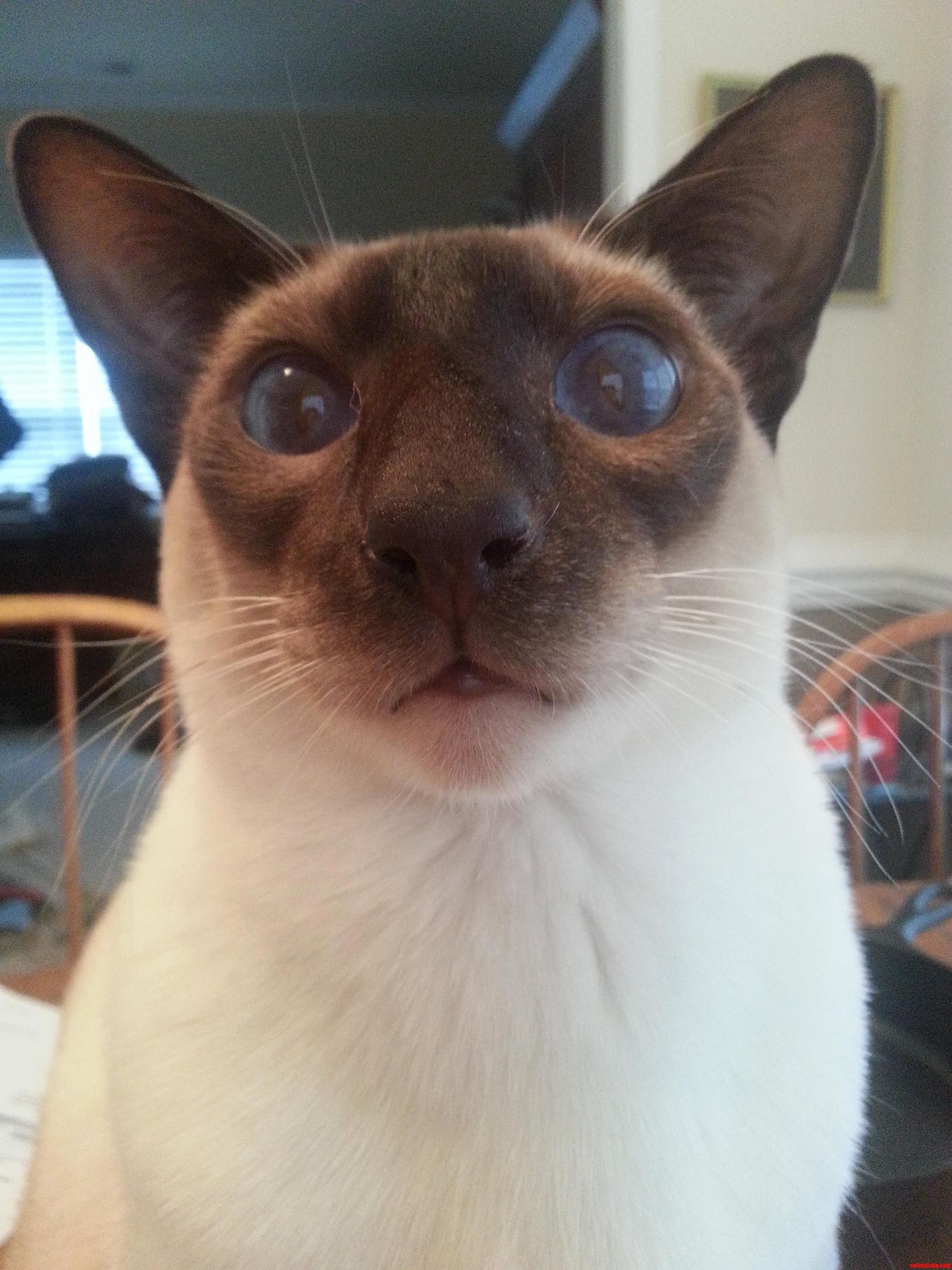 Kenji Says Hey