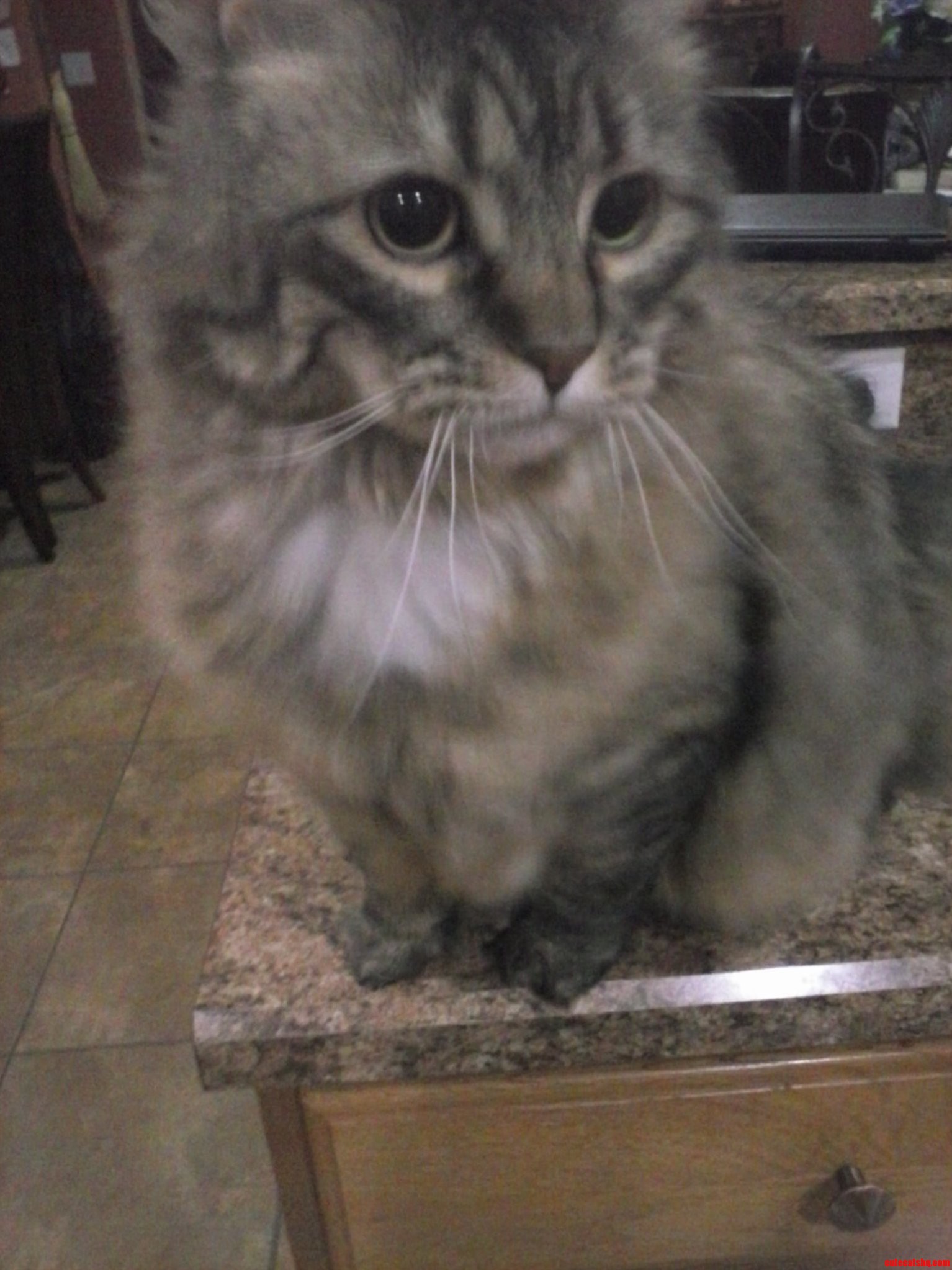 King Louie. Kitty Sitting This Cutie for a Week. He Needs a Crown and Chicken Leg