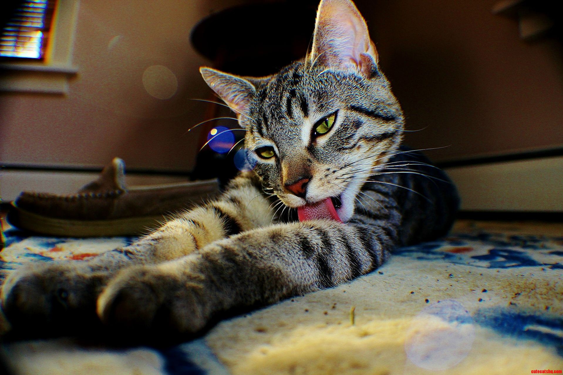 King of the Dirty Rug