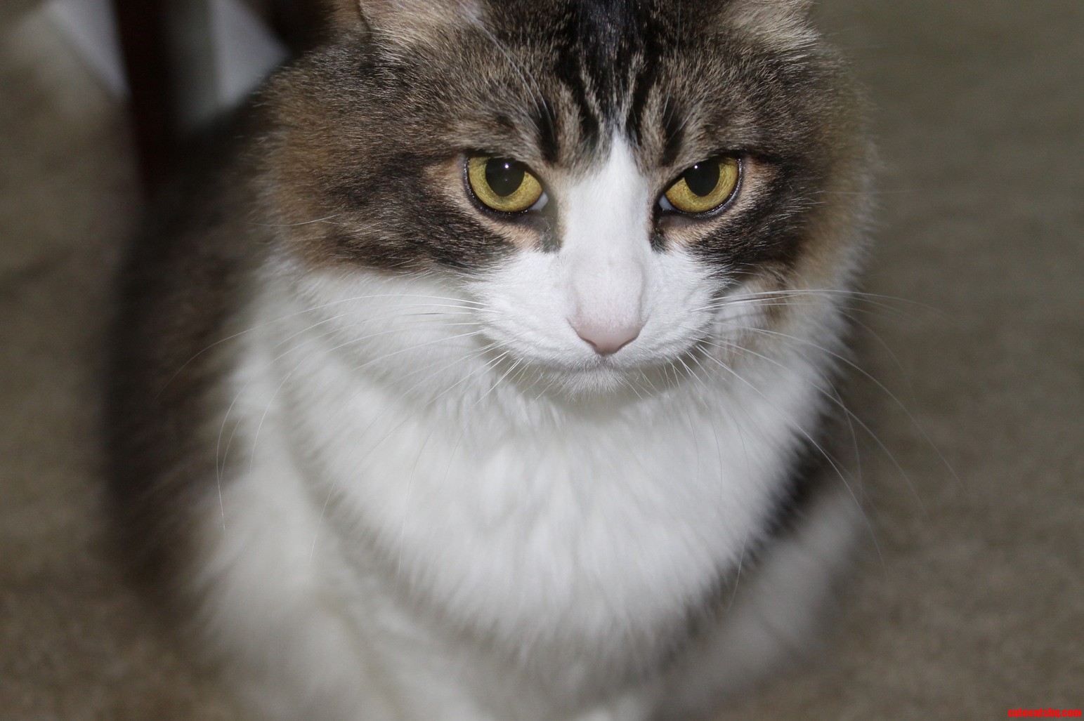 Kitkat