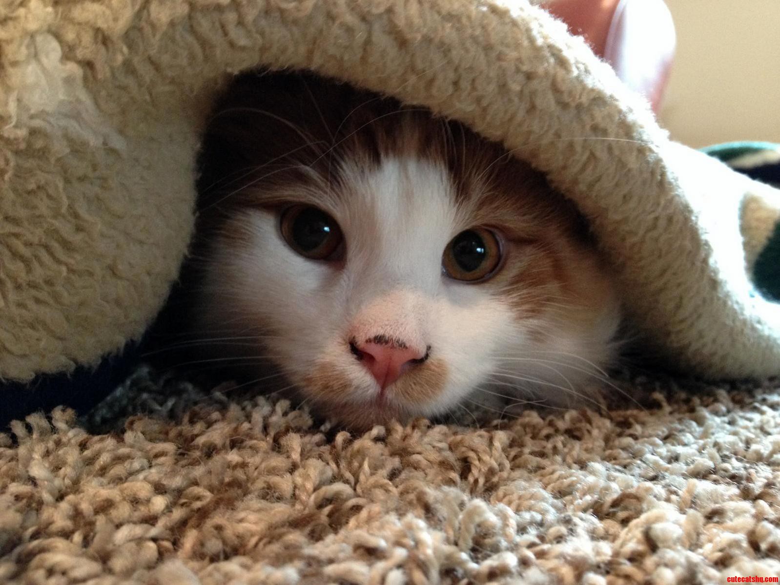 Kitten Hot in Here