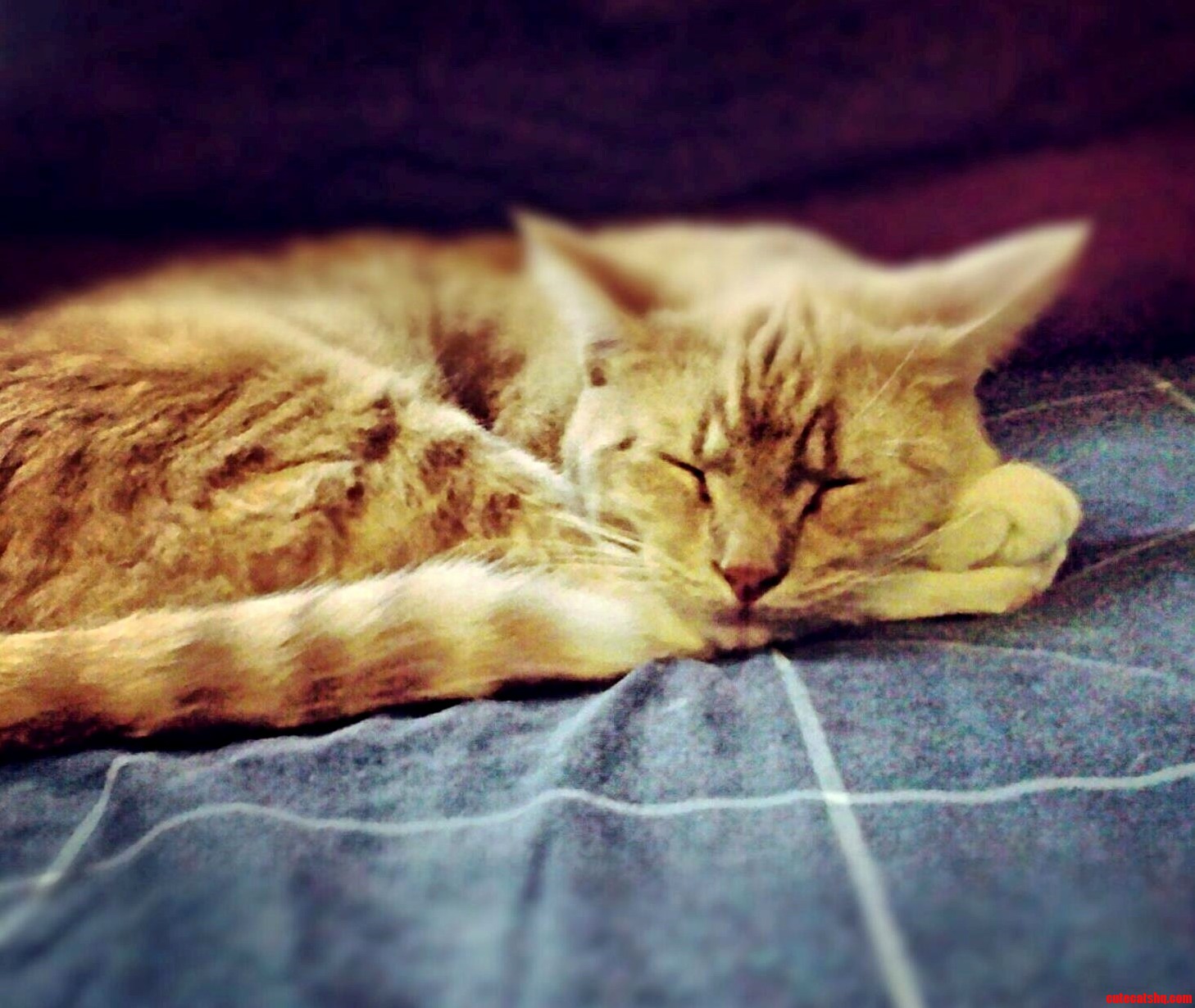 Kitten the First of Four.