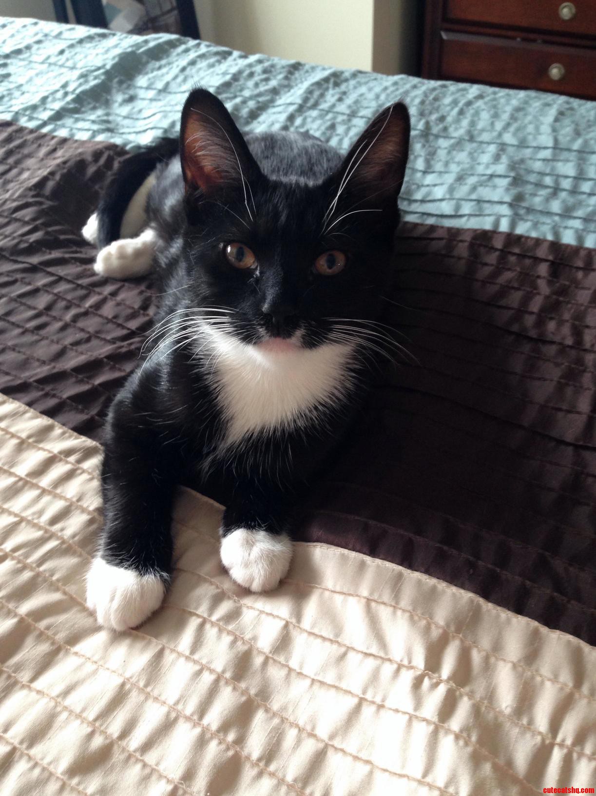Kitten