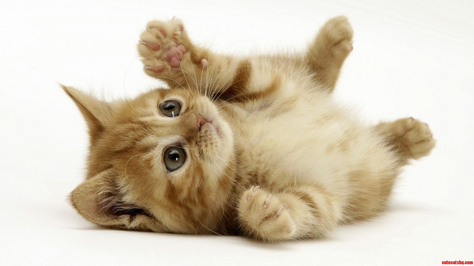 Kittens Are Amazing O.o