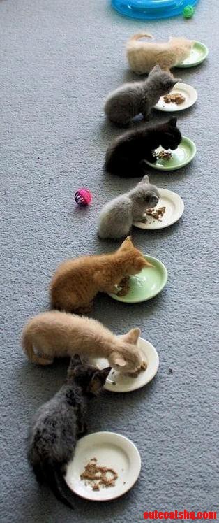Kittens