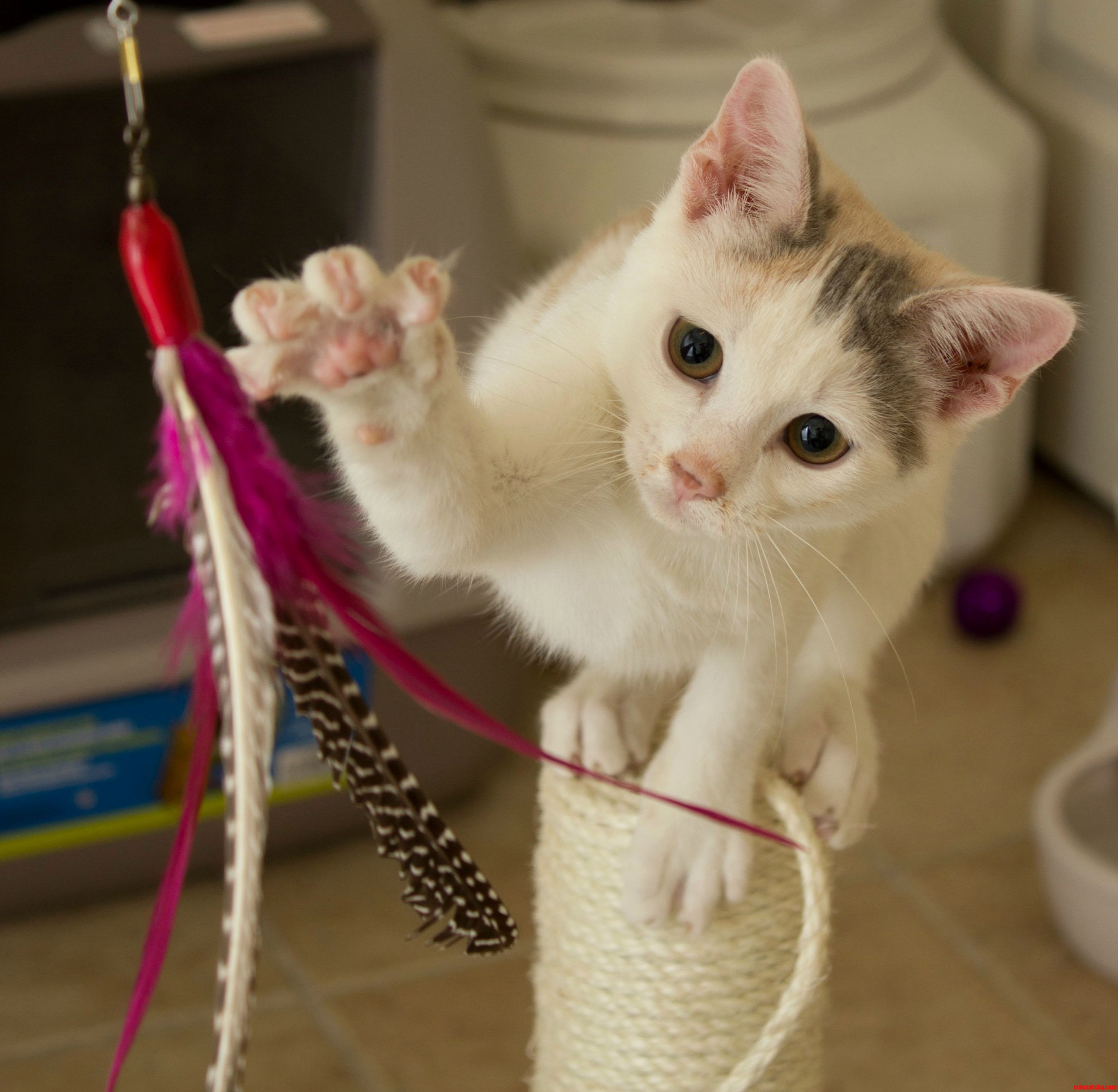 Kitty in Action