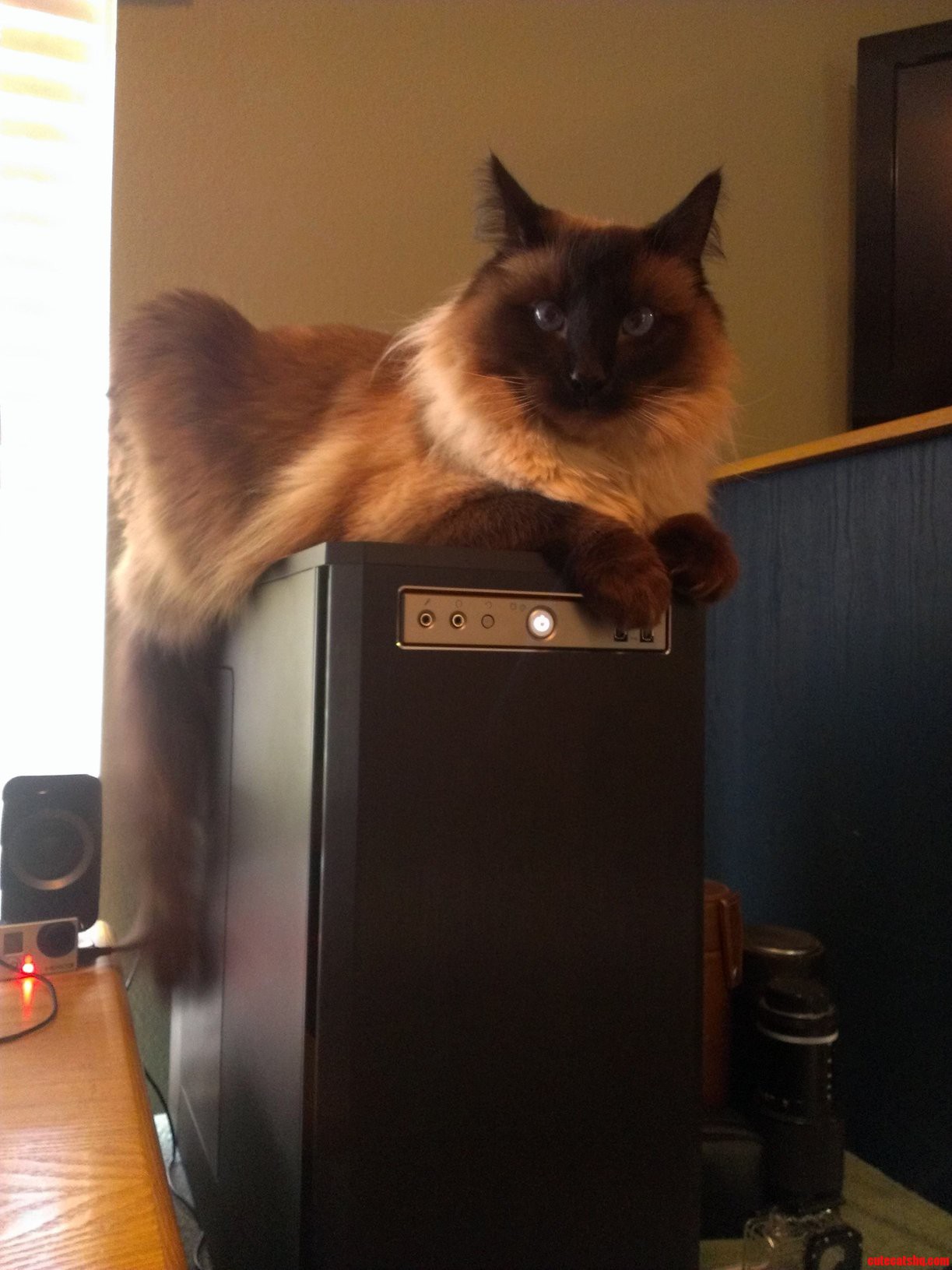 Kitty Perch