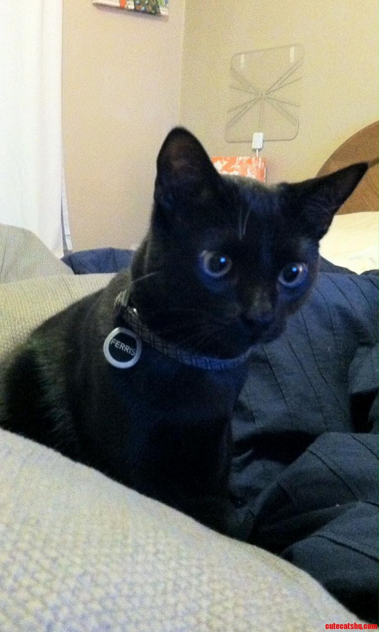Kitty Says... I Will Murder You
