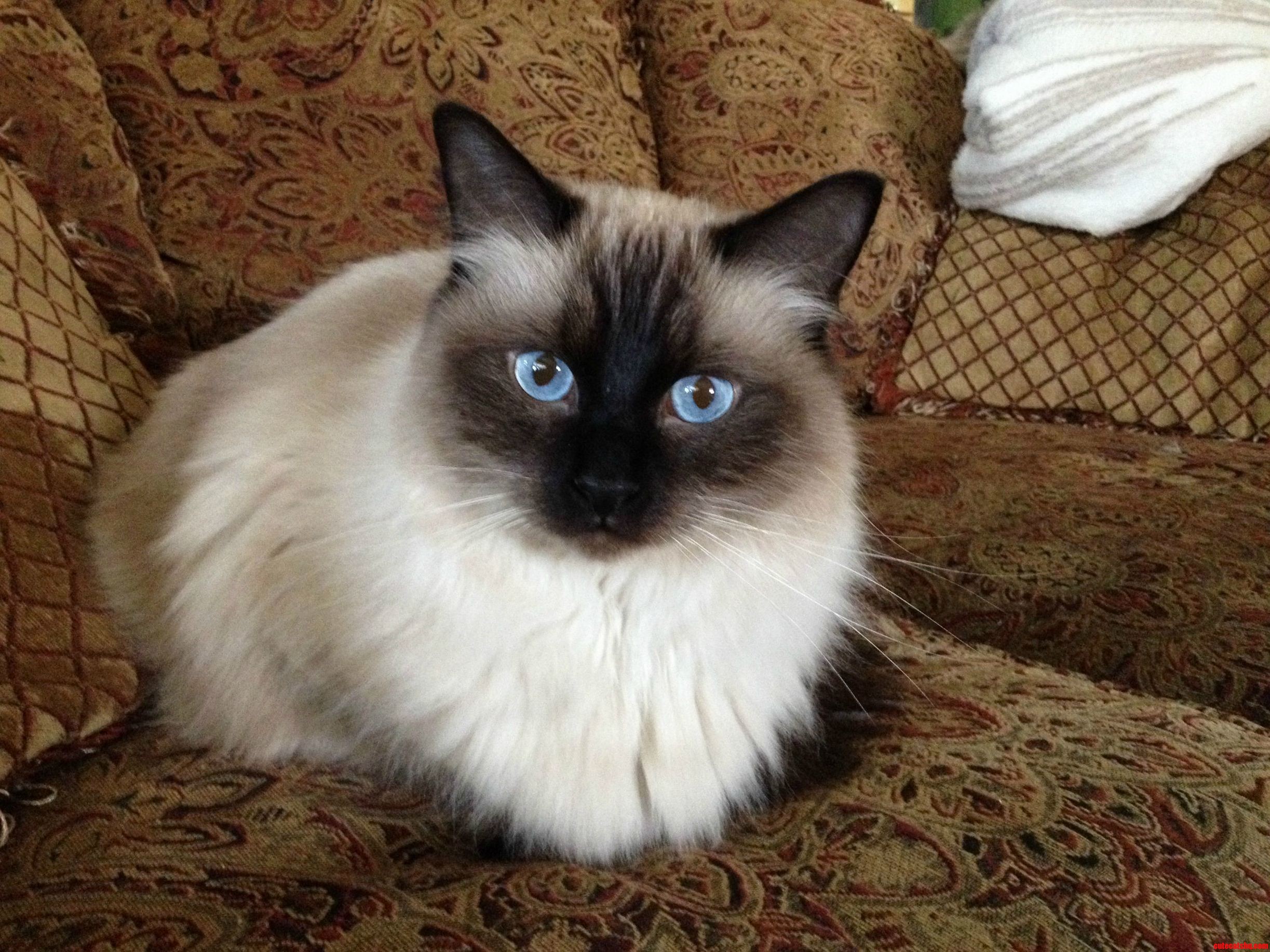Kittys Blue Eyes