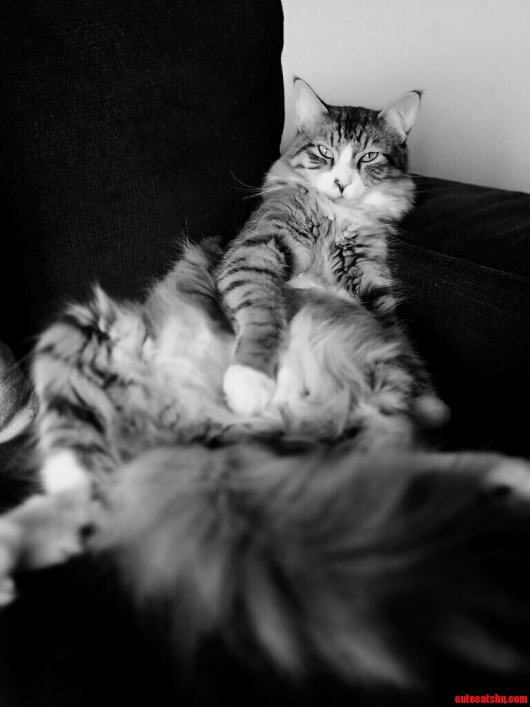 Ladykiller